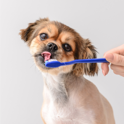 higiene dental para perros en pet style