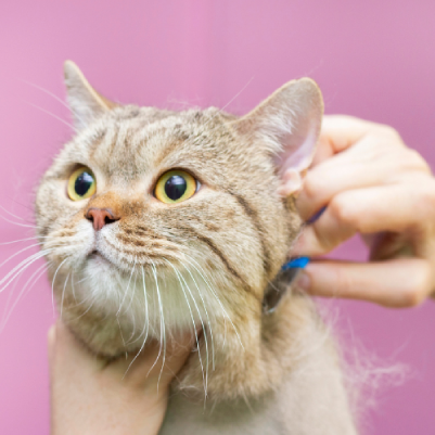 Cepillado de pelo para gatos