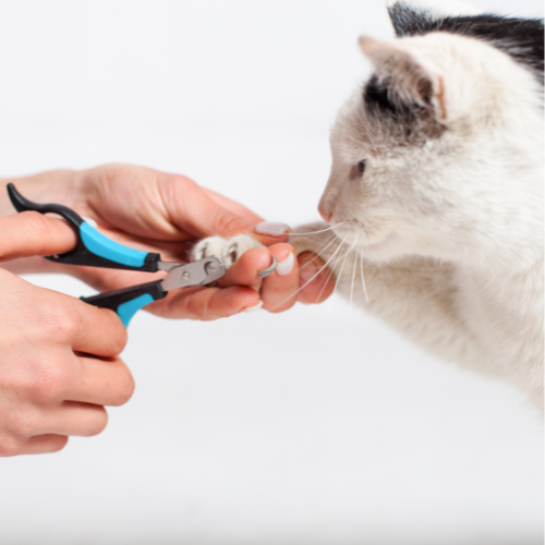 Corte de uñas para gatos